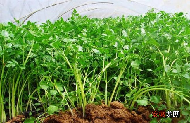 【种植】芹菜的种植方法与时间