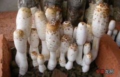 【种植方法】鸡腿菇的种植时间以及种植方法