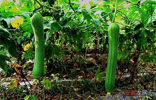 【种植】丝瓜的种植时间与育苗方法