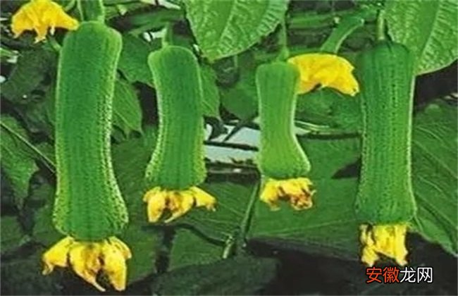 【种植】丝瓜的种植时间与育苗方法