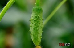 【花】黄瓜绿斑花叶病的防治