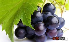 【种植】葡萄种植过程中应科学补钙提高果实质量