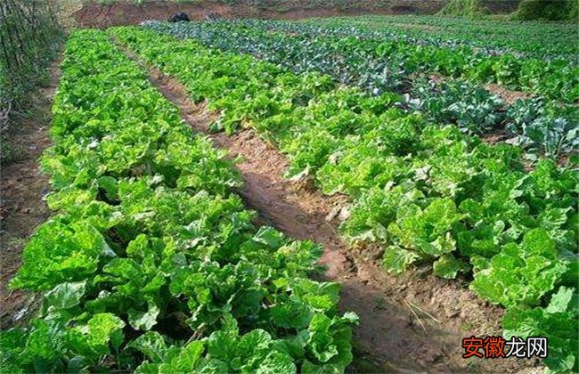 【种植】有机蔬菜的种植技术