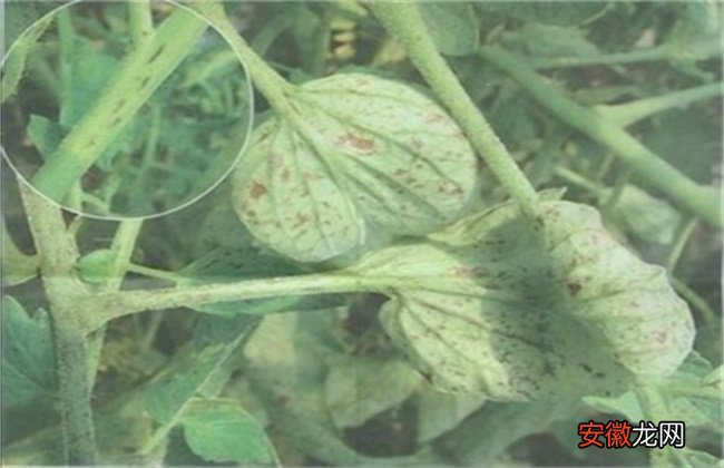 【常见】荷兰豆常见的病虫害防治方法