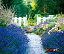 【花】专家支招 夏季花园的完美方案