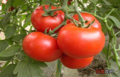 【种植】西红柿高产的种植方法