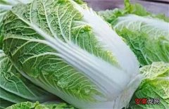 【高产】白菜的高产管理技术