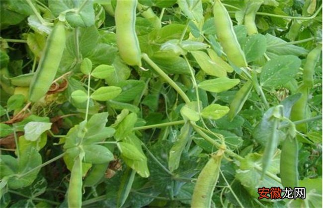 【常见】黑豆常见病虫害防治方法