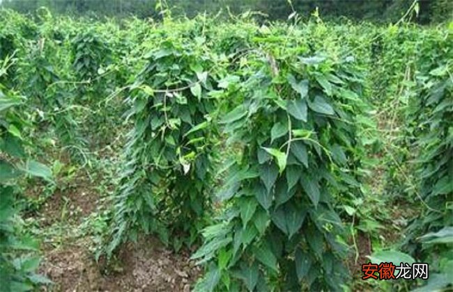 【种植】黑豆种植技术