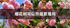 【树】樱花树可以扦插繁殖吗