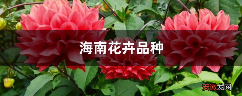 【品种】海南花卉品种