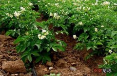 【高产】土豆高产施肥方法