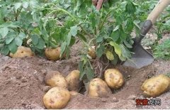 【种植】马铃薯种植的注意事项