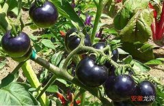 【种植】黑番茄的种植方法