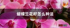 【兰花】蝴蝶兰花籽怎么种法