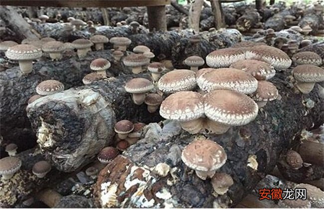 【种植】蘑菇种植技术