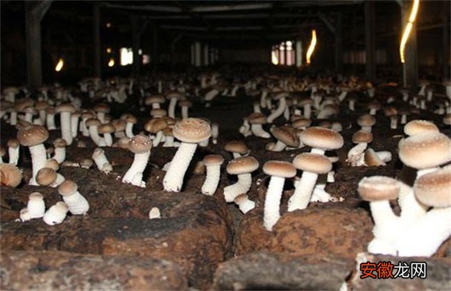 【施肥】蘑菇施肥的注意事项