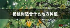 【桃树】杨桃树适合什么地方种植