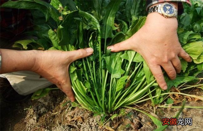【施肥】菠菜的施肥方法