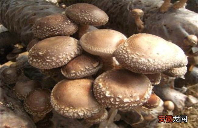 【香菇】秋季香菇的管理方法