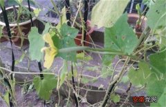 【种植方法】八棱瓜的种植方法
