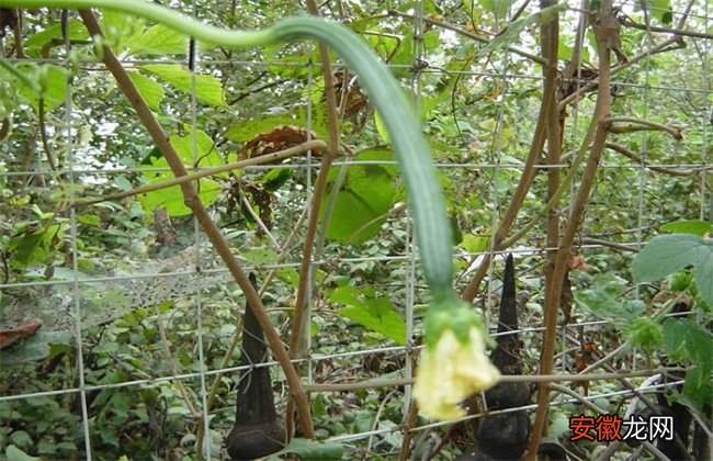 【种植方法】八棱瓜的种植方法