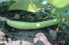 【种植方法】白瓜的种植方法