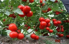 【生长】西红柿生长环境要求