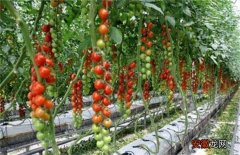 【种植】西红柿种植技术