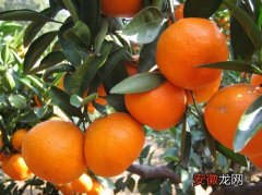 【花卉大全】佳果良药--柑橘