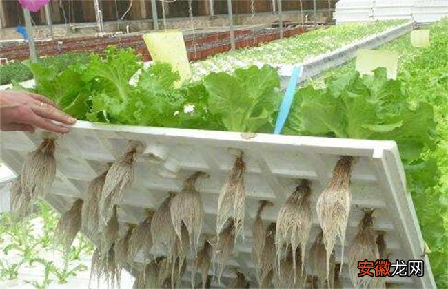 【蔬菜】水培蔬菜的简易方法
