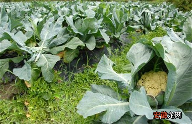 【花椰菜】花椰菜的施肥技术