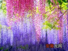 【食用】紫藤花食用做糕点