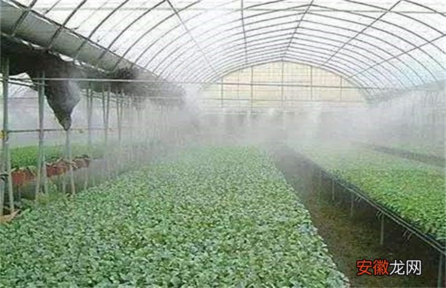 【蔬菜】大棚蔬菜如何浇水