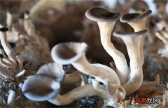 【防治】平菇畸形菇的原因及防治方法