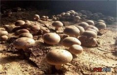 【虫害】草菇的病虫害防治技术