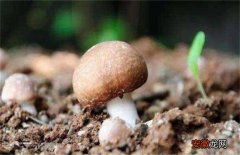 【方法】草菇不出菇的原因及解决方法