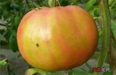 【原因】番茄转色不良原因及防治方法