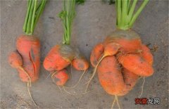 【萝卜】胡萝卜畸形的原因及防治方法