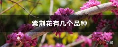 【品种】紫荆花有几个品种