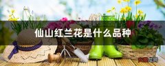 【品种】仙山红兰花是什么品种