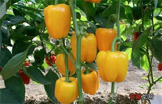 【种植】甜椒种植怎么增产