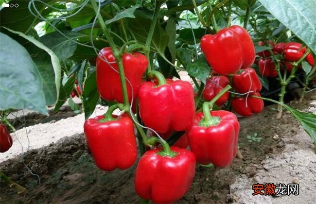 【种植】甜椒种植怎么增产