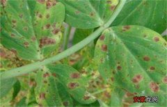 【常见】豌豆常见病虫害防治方法