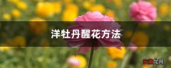 【花】洋牡丹醒花方法