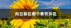 【季节】向日葵在哪个季节开花