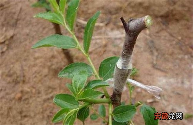 【树】枣树繁殖方法
