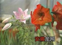 【朱顶红】自育大花朱顶红新品种