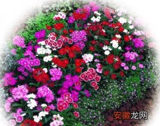 【盆栽】露地花卉和盆栽花卉
