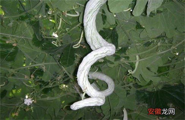 【育苗】蛇瓜播种育苗技术
